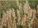 Spikes Agropyron cristatum (crested wheatgrass); habit. The flowering head or spikes are distinctive in bearing widely diverging spikelets, separated by short internodes. Montana, USA. August, 2009.