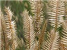 Habit Agropyron cristatum (crested wheatgrass); habit. Close view of the flowering head and spikes, which are distinctive in bearing widely diverging spikelets, separated by short internodes. Montana, USA. August, 2009.