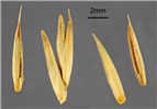 Seeds Agropyron cristatum (crested wheatgrass); seeds. USA.