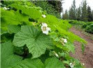 Habit Rubus parviflorus (thimbleberry); flowering habit. The simple palmately lobed and veined leaves are characteristic of this species. nr Bozeman, Montana, USA. July, 2012.