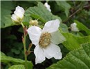 Flower Rubus parviflorus (thimbleberry); close-up of flower. nr Bozeman, Montana, USA. July, 2012.