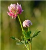 Flower Trifolium hybridum (Alsike clover); flowering stem. Vääna Landscape Reserve, nr Tallinn, Estonia. June, 2013.