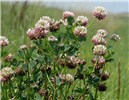 Habit Trifolium hybridum (Alsike clover); flowering habit. Hohenlohe, Germany. July, 2011.