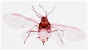 Adult Aphis spiraecola (Spirea aphid); adult, female vivipara, alate. Slide mounted specimen.