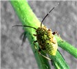 Nymph Lygus lineolaris (tarnished plant bug); nymph, ca.6mm in length. USA.