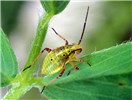 Nymph Lygus lineolaris (tarnished plant bug); nymph, ca.6mm in length - a serious pest of alfalfa being grown for seed. USA.