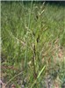 Habit Agrostis capillaris (common bent); habit. June, 2006.