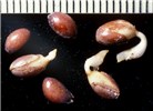 Germinating seeds Seeds of C. orbiculatus germinating (scale bar mm).