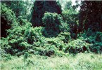 Infestation C. orbiculatus infestation, summer.