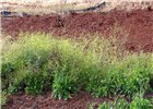 Habit Brassica nigra (black mustard, makeke); flowering habit. Aapuea Pkwy, Kulamalu Kula, Maui, Hawaii, USA. April, 2009.