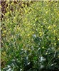 Habit Brassica nigra (black mustard, makeke); flowering habit. Aapuea Pkwy, Kulamalu Kula, Maui, Hawaii, USA. April, 2009.