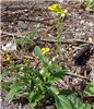 Habit Brassica nigra (black mustard, makeke); small plant, flowering. Eastern Island, Midway Atoll, Hawaii, USA. June, 2008.
