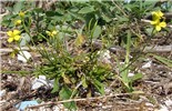 Habit Brassica nigra (black mustard, makeke); small plant, flowering. Eastern Island, Midway Atoll, Hawaii, USA. June, 2008.