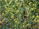 Flowers Brassica nigra (black mustard, makeke); flowers. Pukalani, Maui, Hawaii, USA. March, 2007.