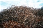 Thicket C. orbiculatus thicket, winter.