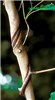Habit C. orbiculatus vine damaging Acer sp. sapling.