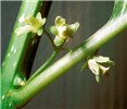 Flowers C. orbiculatus female flowers.