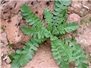 Basal rosette Brassica tournefortii (African mustard); habit, showing basal rosette. Under favourable conditions, the rosette can reach 100cm in diameter. Hedgepeth Hills, Maricopa County, Arizona, USA. February, 2008.