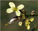 Flowers Brassica tournefortii (African mustard); flowers. USA.