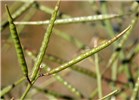 Seedpods Brassica tournefortii (African mustard); seedpods. USA.