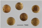 Seeds Brassica tournefortii (African mustard); seeds. Note scale. USA.