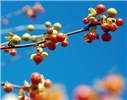 Fruits C. orbiculatus fruits.
