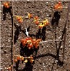 Species comparison Comparison of C. scandens and C. orbiculatus in fruit. C. scandens fruit clusters terminate stems (arrowed). C. orbiculatus has few-fruited, axillary clusters.