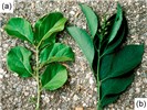 Species comparison Foliage comparison of C. orbiculatus (a) and C. scandens (b).