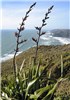 Flowering habit Phormium tenax (New Zealand flax); flowering habit, in native environment. Piha, West Auckland, New Zealand. December 2006.
