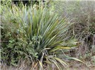 Habit Phormium tenax (New Zealand flax); habit in scrub. Kula, Maui, Hawaii, USA. July 2001.
