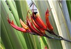 Flowers Phormium tenax (New Zealand flax); flowers. Waipoli Rd Kula, Maui, Hawaii, USA. June 2010.