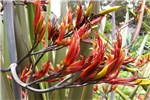 Flower spike Phormium tenax (New Zealand flax); section of flower spike. Waipoli Rd Kula, Maui, Hawaii, USA. June 2010.