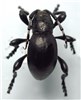 Adult Moneilema semipunctatum (cactus borer beetle); adult. Museum set specimen. Bautista Canyon, Riverside County, California, USA.