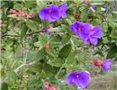 Habit Tibouchina urvilleana (princessflower or glory bush); habit, with flowers and foliage. Kula, Maui, Hawaii, USA. April 2001.