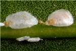Adults Aulacaspis yasumatsui (cycad aulacaspis scale); adults. Females (large scales) and males (elongate fluted scales) as seen on cycad host plants. Florida, USA.