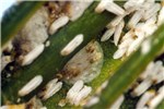 Infestation Aulacaspis yasumatsui (cycad aulacaspis scale); infestation. Florida, USA.