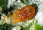 Female Aulacaspis yasumatsui (cycad aulacaspis scale); female with large scale removed. The orange color of the eggs,and also the females,helps distinguish this species from Pseudaulacapis cockerelli, which is somewhat similar, infests cycads and other plants, but is yellow rather than orange.