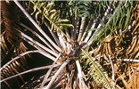 Damage symptoms Aulacaspis yasumatsui (cycad aulacaspis scale); damage symptoms. Florida, USA.