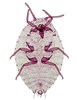 Adult Paracoccus marginatus (papaya mealybug); adult female, ventral view. Laboratory slide prep. Originally collected by D. Grant, in Mexico. 29 July 2000.