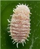 Adult Pseudococcus viburni (obscure mealybug); adult, on a Bromeliad spp. USA.
