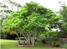 Habit Bauhinia monandra (Napoleon's plume); habit, flowering and seeding tree. Paani Mai Park Hana, Maui, Hawaii, USA. June 2009.