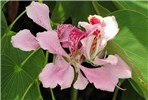 FlowerS Bauhinia monandra (Napoleon's plume); close view of flowers. Launiupoko, Maui, Hawaii, USA. July 2009.