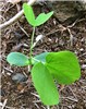 Seedling Bauhinia monandra (Napoleon's plume); seedling. Paani Mai Park Hana, Maui, Hawaii, USA. June 2009.