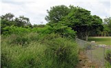 Habit Bauhinia monandra (Napoleon's plume); habit. Cultivated trees in park, with naturalized trees jumping the fence. Paani Mai Park Hana, Maui, Hawaii, USA. June 2009.