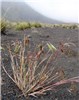 Habit Bromus tectorum (downy brome, cheatgrass); habit. Sliding Sands Haleakala National Park, Maui, Hawaii, USA. October 2007.