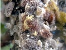 Females Maconellicoccus hirsutus (pink hibiscus mealybug); adult females. Laboratory specimens. USA