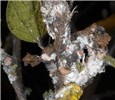 Infestation Maconellicoccus hirsutus (pink hibiscus mealybug); infestation, in laboratory. USA.