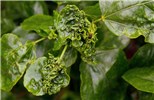 Damage Maconellicoccus hirsutus (pink hibiscus mealybug); foliar damage, from a field infestation. USA.