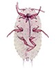 Female Maconellicoccus hirsutus (pink hibiscus mealybug); adult female, ventral view. Slide mounted specimen.
