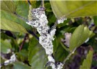 Field infestation Maconellicoccus hirsutus (pink hibiscus mealybug); field infestation on Hibiscus spp. USA.